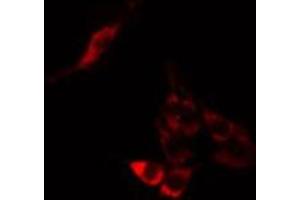 ABIN6275252 staining A549 cells by IF/ICC.