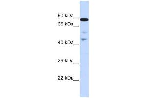 WB Suggested Anti-RAD54L Antibody Titration:  0.