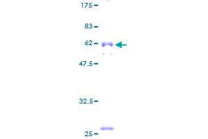 CYB5R3 Protein (AA 1-301) (GST tag)