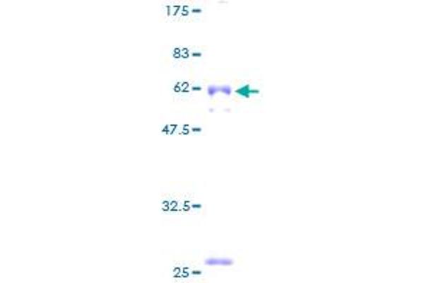 CYB5R3 Protein (AA 1-301) (GST tag)