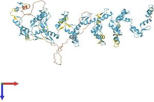 AlphaFold protein structure predicition of Human Recombinant ZNF721 Protein, UniprotID Q8TF20 (ZNF721 Protein (AA 1-911) (His tag))