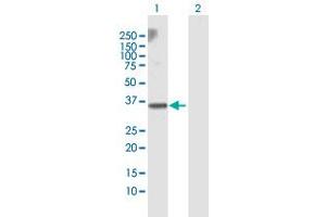 Western Blot analysis of RALGPS2 expression in transfected 293T cell line by RALGPS2 MaxPab polyclonal antibody.