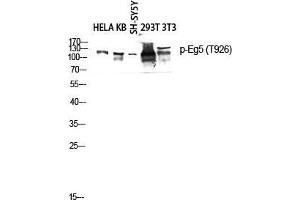 Western Blot (WB) analysis of HeLa KB SH-SY5Y 293T 3T3 lysis using Phospho-Eg5 (T926) antibody. (KIF11 antibody  (pThr926))