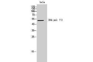 Western Blotting (WB) image for anti-DNA polymerase delta catalytic subunit (POL3) (C-Term) antibody (ABIN3180581) (DNA polymerase delta catalytic subunit (POL3) (C-Term) antibody)