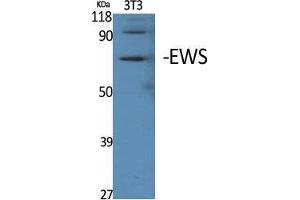 Western Blot (WB) analysis of specific cells using EWS Polyclonal Antibody. (EWSR1 antibody  (Internal Region))