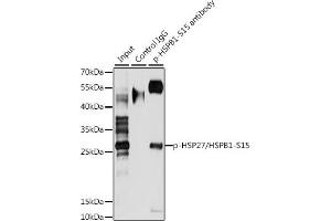 Immunoprecipitation analysis of 200 μg extracts of HeLa cells, using 3 μg Phospho-HSP27/HSPB1-S15 pAb . (HSP27 antibody  (pSer15))