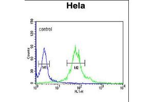 Flow cytometric analysis of Hela cells (right histogram) compared to a negative control cell (left histogram). (Importin 11 antibody  (N-Term))