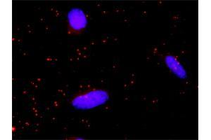 Proximity Ligation Analysis of protein-protein interactions between RET and MAPK1. (Ret Proto-Oncogene antibody  (AA 1-1072))