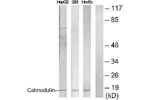 Immunohistochemistry analysis of paraffin-embedded human brain tissue using Calmodulin (Ab-79/81) antibody. (Calmodulin 1 antibody  (Ser81, Thr79))