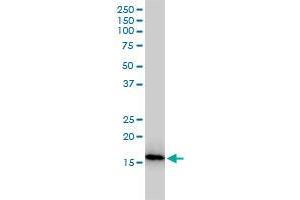 NUDT2 monoclonal antibody (M01), clone 4A4-3C3 Western Blot analysis of NUDT2 expression in Jurkat . (NUDT2 antibody  (AA 1-147))