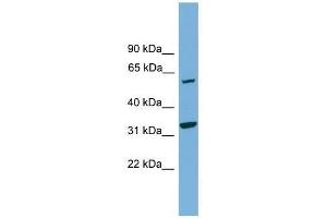 XPNPEP3 antibody used at 0. (XPNPEP3 antibody  (N-Term))