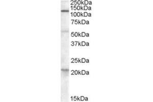 Western Blotting (WB) image for anti-Diacylglycerol Lipase, alpha (DAGLA) (C-Term) antibody (ABIN2466676) (DAGLA antibody  (C-Term))