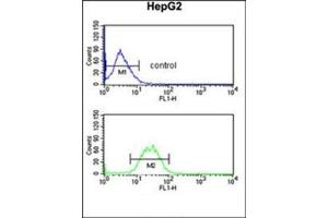 Flow cytometric analysis of HepG2 cells using KCNH7 Antibody (N-term) Cat.