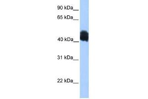 MDFIC antibody used at 0. (MDFIC antibody  (N-Term))