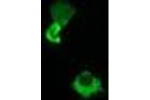 Image no. 2 for anti-Host Cell Factor C2 (HCFC2) antibody (ABIN1498603)