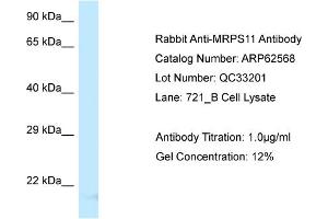 Western Blotting (WB) image for anti-Mitochondrial Ribosomal Protein S11 (MRPS11) (Middle Region) antibody (ABIN971186) (MRPS11 antibody  (Middle Region))