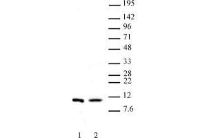 Histone H4 dimethyl Arg3 symmetric pAb tested by Western blot. (Histone H4 antibody  (2meArg3 (symetric)))