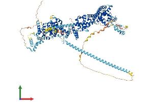 AlphaFold protein structure predicition of Human Recombinant DAAM2 Protein, UniprotID Q86T65 (DAAM2 Protein (AA 1-1068) (His tag))