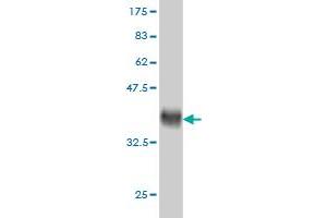 Western Blot detection against Immunogen (35. (Intestinal Alkaline Phosphatase antibody  (AA 74-162))