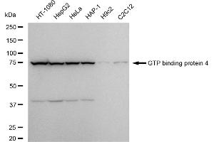 Western blotting analysis using GTP binding protein 4 antibody (ABIN7798811).