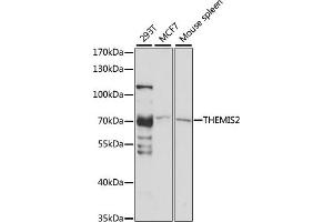 Western blot analysis of extracts of various cell lines, using THEMIS2 antibody (ABIN7266369) at 1:1000 dilution. (C1orf38 antibody  (AA 1-260))