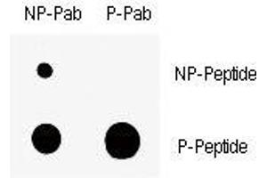 Dot blot analysis of nonphos (NP) and phospho-Wee1 antibody (P). (WEE1 antibody  (pSer123))