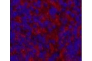Immunofluorescence analysis of Mouse spleen tissue using MAP1LC3A Monoclonal Antibody at dilution of 1:200. (MAP1LC3A antibody)