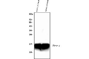Western blot analysis of Tff1 using anti-Tff1 antibody (ABIN5518960). (TFF1 antibody  (AA 22-87))