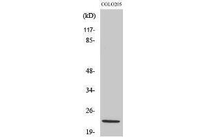 Western Blotting (WB) image for anti-NADH Dehydrogenase (Ubiquinone) 1 beta Subcomplex, 10, 22kDa (NDUFB10) (Internal Region) antibody (ABIN3185798) (NDUFB10 antibody  (Internal Region))