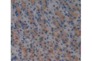 Used in DAB staining on fromalin fixed paraffin- embedded Kidney tissue (SLAMF1 antibody  (AA 17-227))
