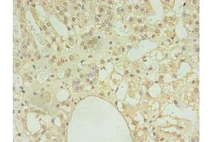 Immunohistochemistry of paraffin-embedded human adrenal gland tissue using ABIN7148009 at dilution of 1:100