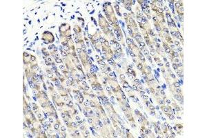 Immunohistochemistry of paraffin-embedded Mouse stomach using MAPKBP1 Polyclonal Antibody at dilution of 1:100 (40x lens). (MAPKBP1 antibody)