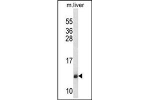Western blot analysis of SEC61B Antibody (Center) Cat. (SEC61B antibody  (Middle Region))