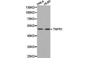 Western Blotting (WB) image for anti-Tumor Necrosis Factor Receptor Superfamily, Member 1A (TNFRSF1A) antibody (ABIN1875132) (TNFRSF1A antibody)