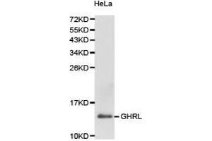 Western Blotting (WB) image for anti-Ghrelin (GHRL) antibody (ABIN1872813) (Ghrelin antibody)