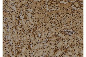 ABIN6256486 and ABIN6274031 at 1/100 staining Mouse kidney tissue by IHC-P. (Histone H1.3 antibody  (pThr18))