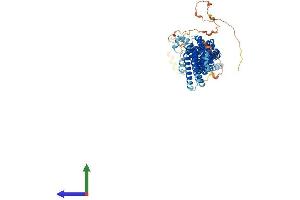 AlphaFold protein structure predicition of Mouse Recombinant Cog8 Protein, UniprotID Q9JJA2