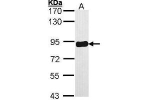 PRKCSH antibody