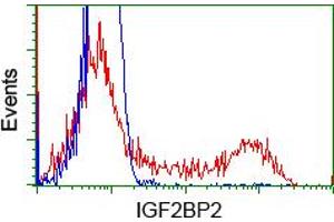 Image no. 7 for anti-Insulin-Like Growth Factor 2 mRNA Binding Protein 2 (IGF2BP2) antibody (ABIN1498822)