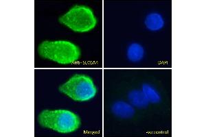 ABIN940565 Immunofluorescence analysis of paraformaldehyde fixed HepG2 cells, permeabilized with 0. (SLC6A4 antibody  (AA 605-618))