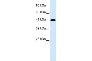 WB Suggested Anti-C19ORF6 Antibody Titration:  1. (Membralin antibody  (Middle Region))
