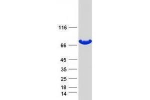 Validation with Western Blot (TGM4 Protein (Myc-DYKDDDDK Tag))