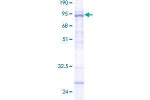 Image no. 1 for Tripartite Motif Containing 43 (TRIM43) (AA 1-446) protein (GST tag) (ABIN1323684) (TRIM43 Protein (AA 1-446) (GST tag))