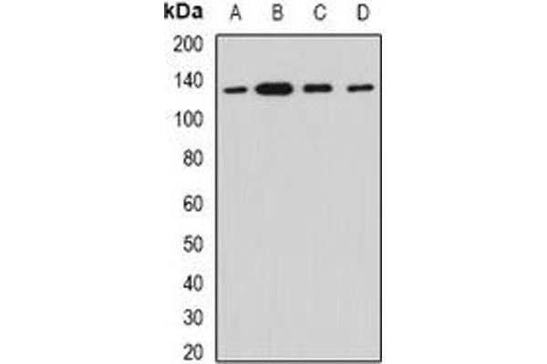 Myosin IC antibody