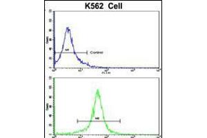 Flow cytometric analysis of K562 cells using ACTG1 Antibody (bottom histogram) compared to a negative control cell (top histogram).