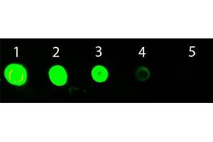 Dot Blot of Goat anti-Mouse IgG3 Antibody ATTO 532 Conjugated. (Goat anti-Mouse IgG3 (Heavy Chain) Antibody (Atto 532) - Preadsorbed)