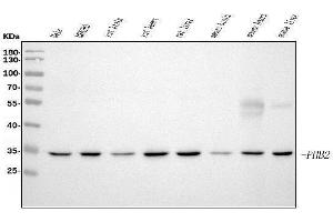 Western blot analysis of REA/PHB2 using anti-REA/PHB2 antibody (ABIN7599239).