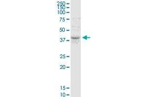 TMEM49 MaxPab polyclonal antibody. (VMP1 antibody  (AA 1-406))