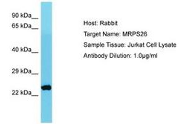 MRPS26 anticorps  (AA 105-154)