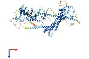 AlphaFold protein structure predicition of Human Recombinant DAAM2 Protein, UniprotID Q86T65 (DAAM2 Protein (AA 1-1068) (His tag))
